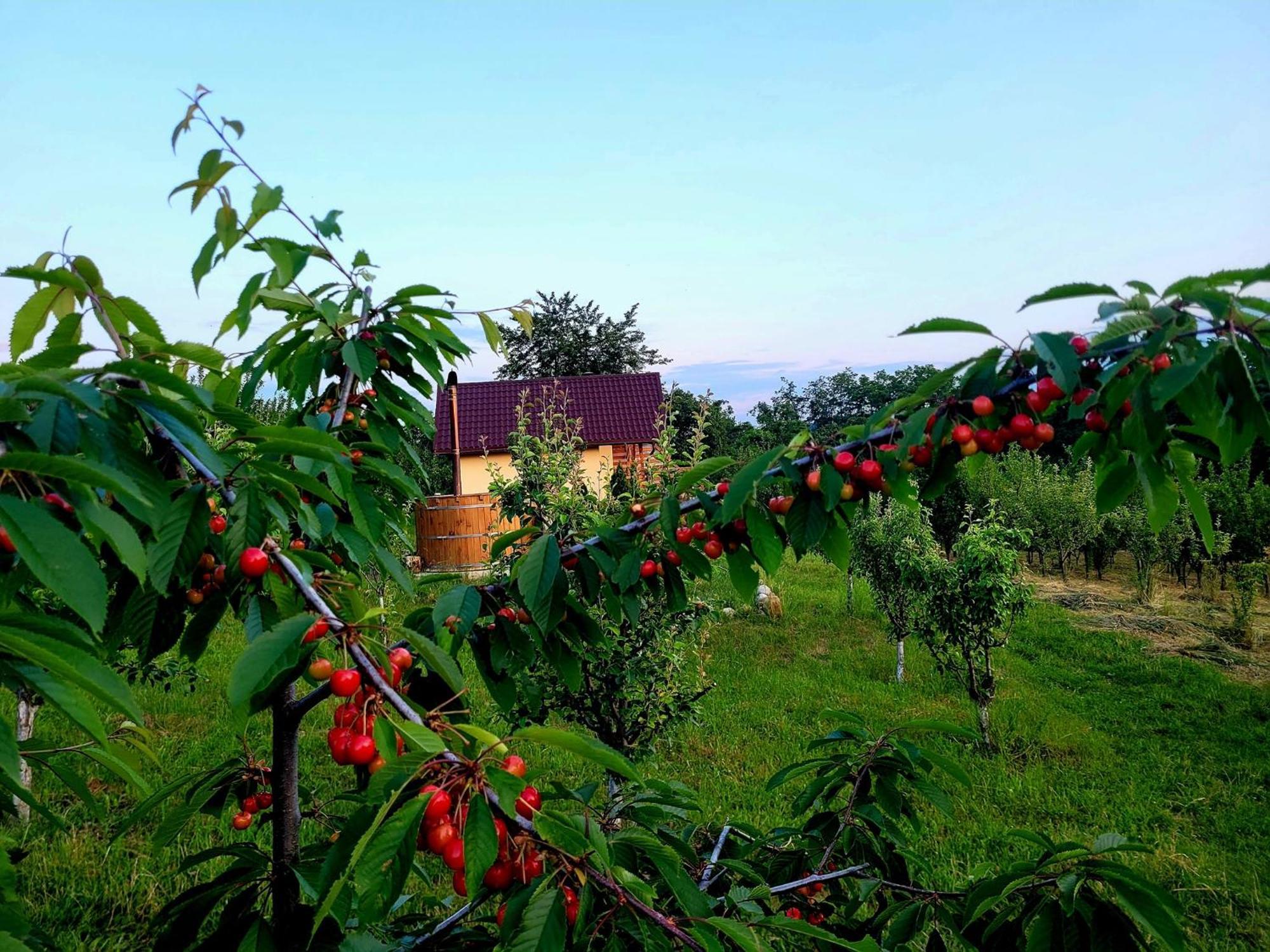Casa David Βίλα Plai  Εξωτερικό φωτογραφία